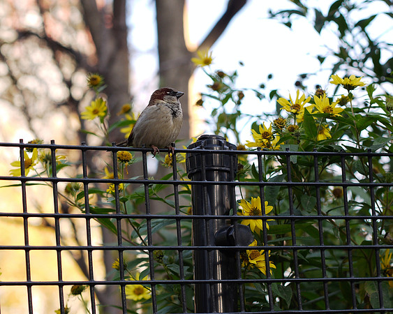 Sparrow, Union Square Park