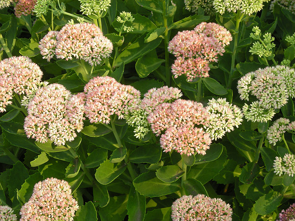Pink Sedums