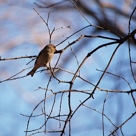Goldfinch