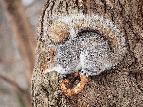 Guard squirrel