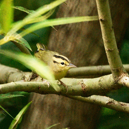 Worm-Eating Warbler, Central Park