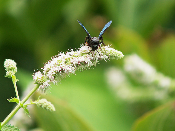 Wasp, Brooklyn Botanic Garden