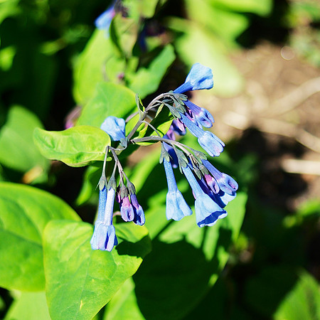 Bluebells, Central Park