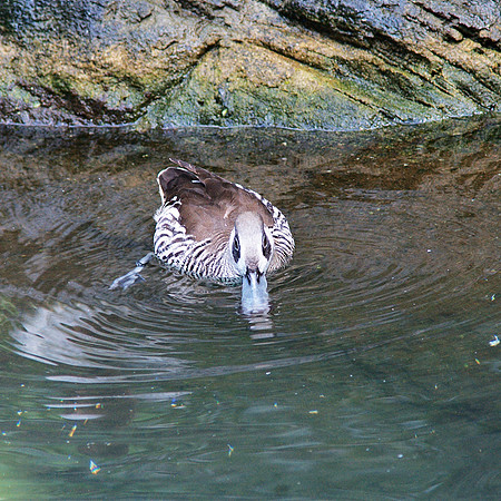 Pink-Eared Duck, Central Park Zoo