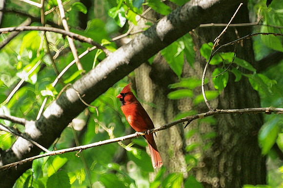 The Cardinal of the Hypotenuse