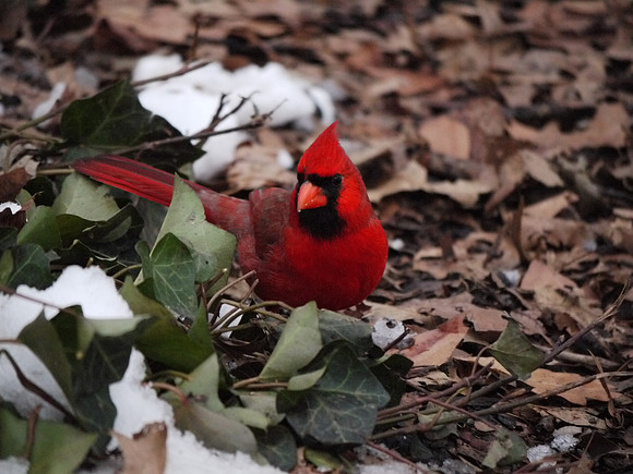 Cardinal, Central Park