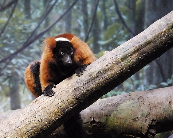 Red-ruffed Lemur, Bronx Zoo