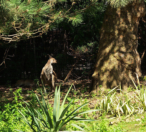 Rock Wallaby ready to jump