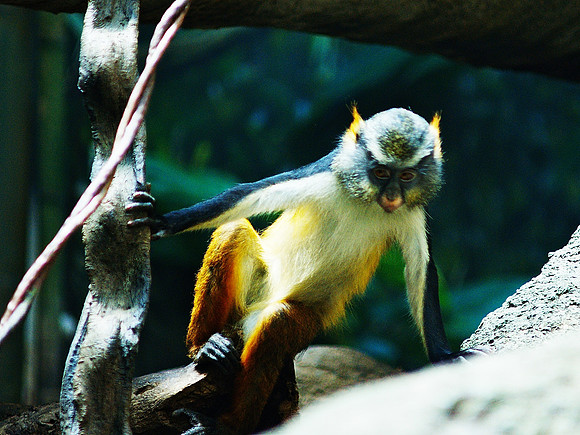 swingin'