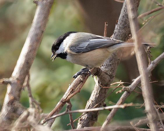 Black-Capped Chickadee, Central Park