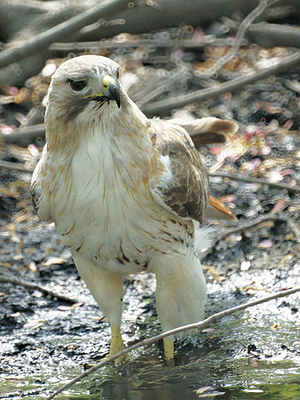 Pale Male