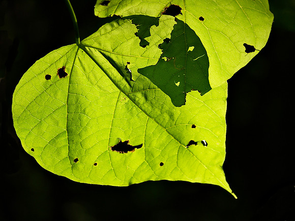 Leaf, Central Park