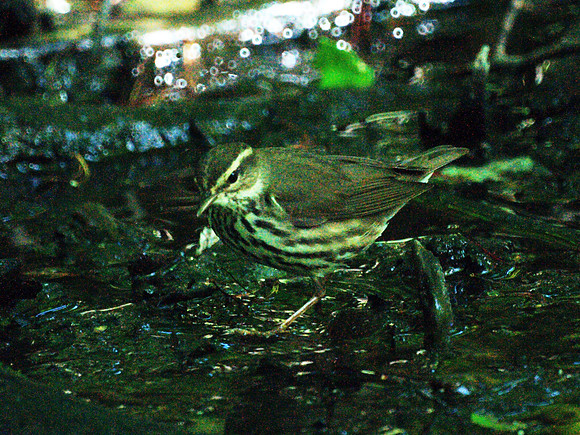 Northern Waterthrush