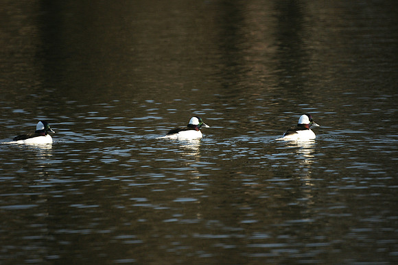 Buffleheads, Turtle Pond