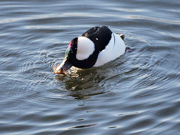Bufflehead subduing a crawfish
