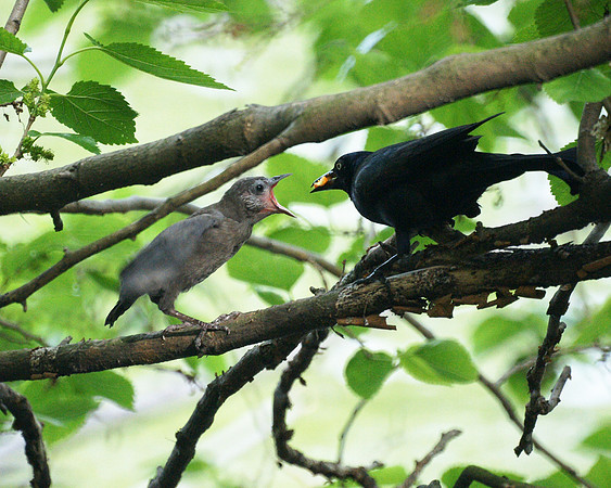 Baby Grackle being fed, Central Park