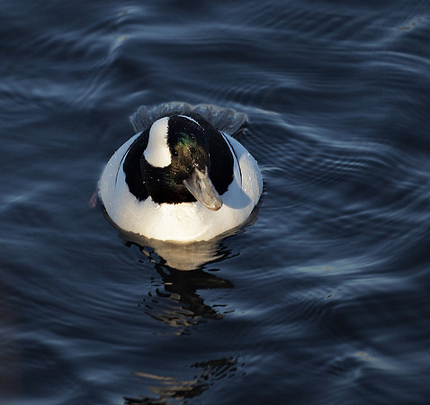 Bufflehead, Central Park