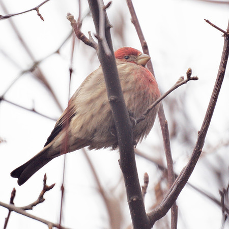 House Finch, Central Park