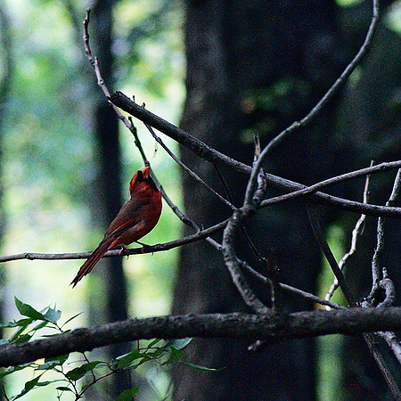 The Cardinal Raises His Eyes To Heaven
