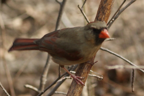 female cardinal