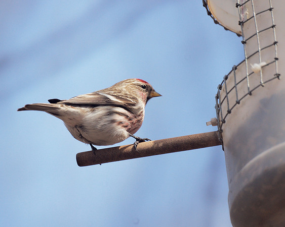 Common Redpoll, Central Park