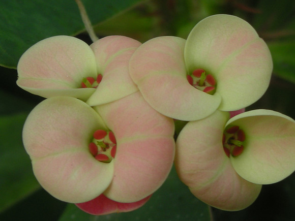 Euphorbia flower
