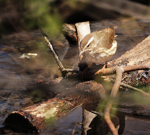 Louisiana Waterthrush, Central Park