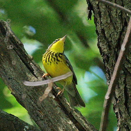 Canada Warbler, Central Park