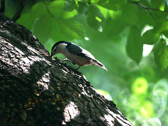 White-Breasted Nuthatch, Central Park