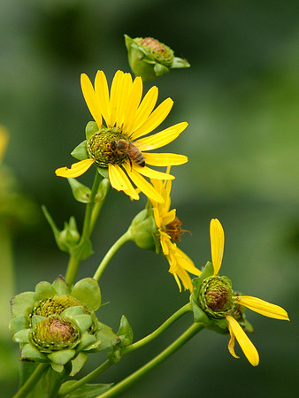 Bee loves me, bee loves me not