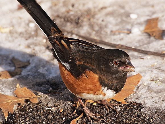 Rufous-sided Towhee, Central Park