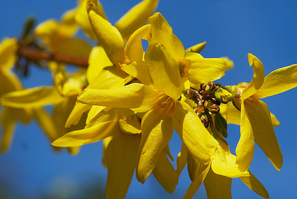 Forsythias in bloom