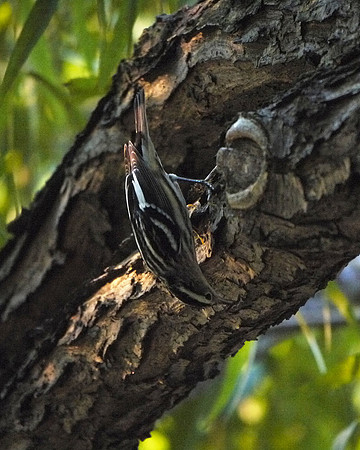 Black-and-White Warbler, Central Park