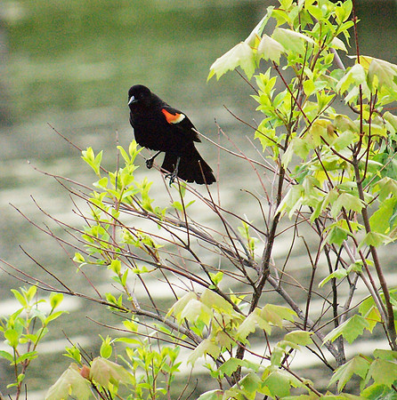 Red-Winged Blackbird, Turtle Pond