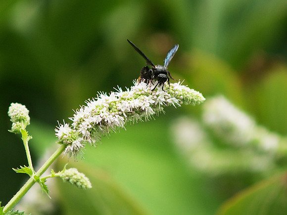 Wasp over the top