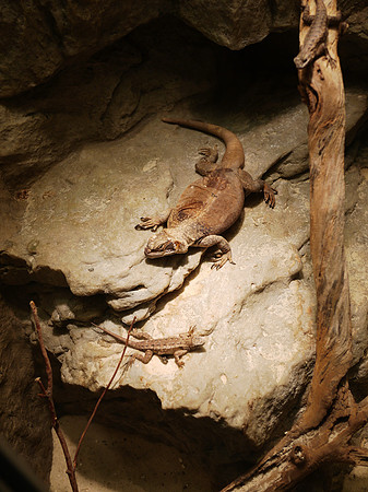 Chuckwalla and Western Fence Lizard