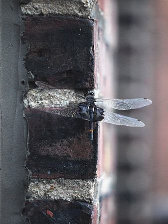 Dragonfly, Garment District