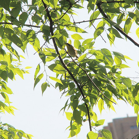 Common Yellowthroat, Central Park