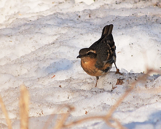 Varied Thrush, Central Park