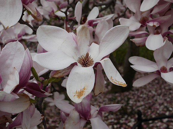 Magnolia