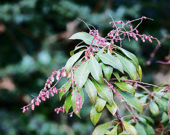 Pieris In The Sping