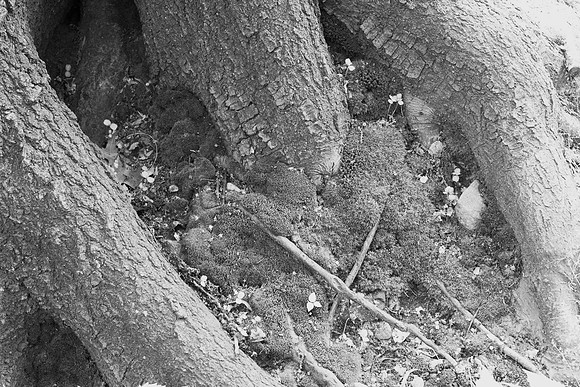 Tree roots, Central Park