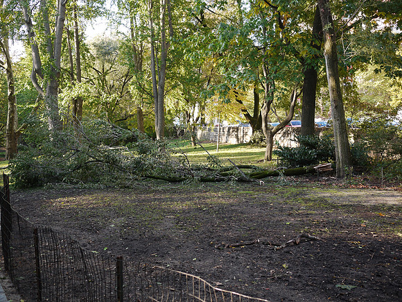 Central Park after the 2011 windstorm