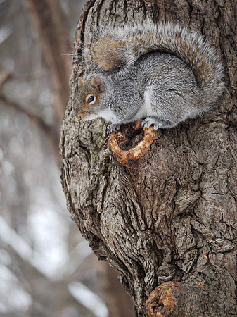 Sentry squirrel