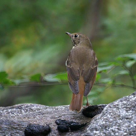 Hermit Thrush, Central Park