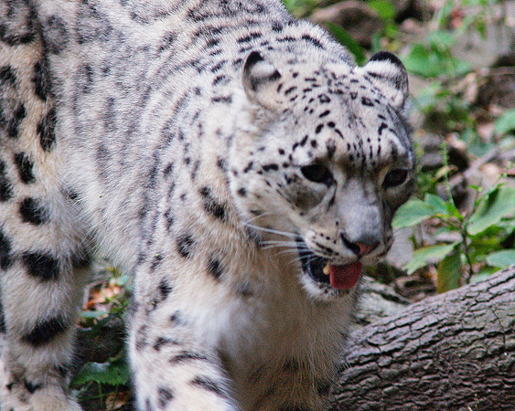 leopard