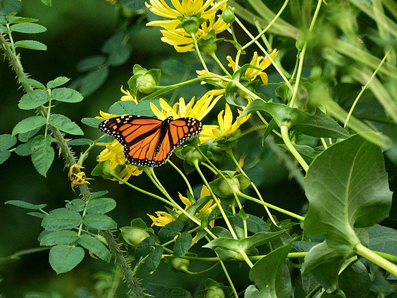 Monarch Butterfly, Shakespeare Garden, Central Park