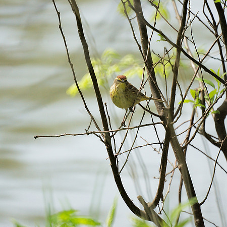 Palm Warbler, Central Park