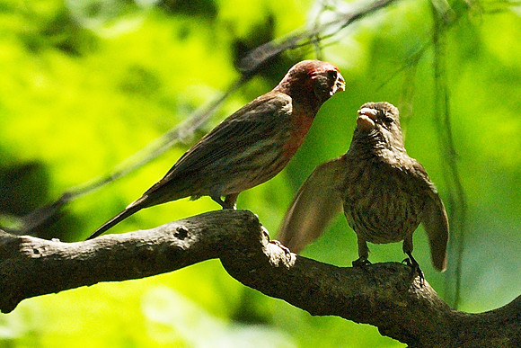 House Finch feeding