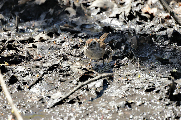Swamp Sparrow, Central Park